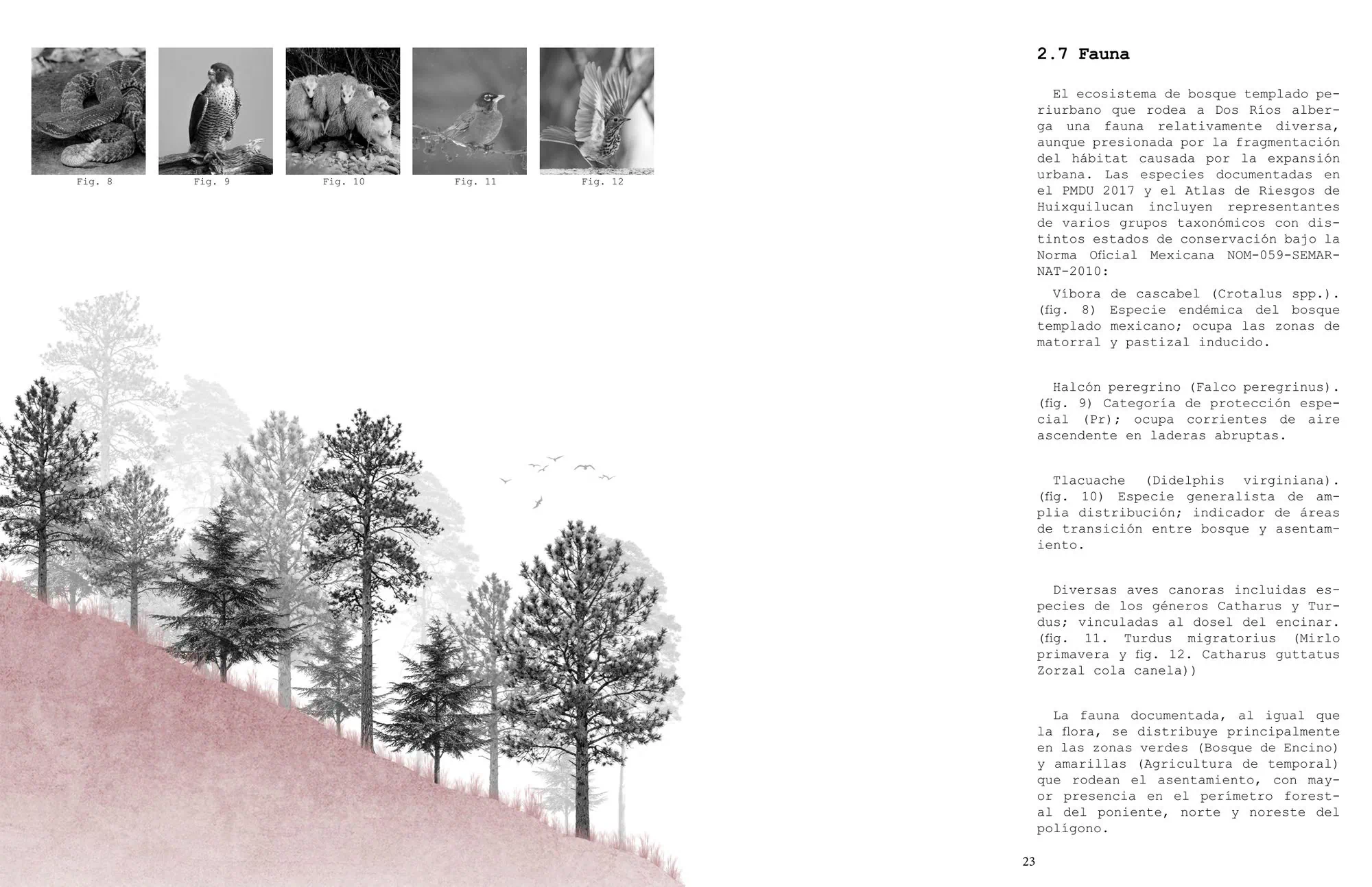 Lámina con tira de fotografías de fauna en blanco y negro y una sección de bosque sobre fondo rosa.